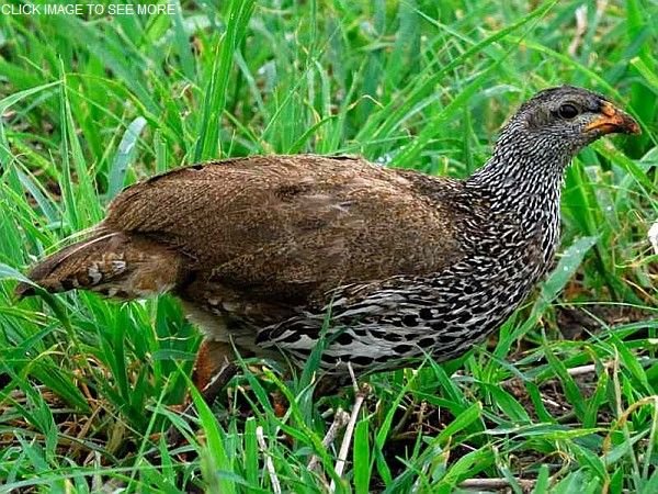 Hildebrandt's Spurfowl